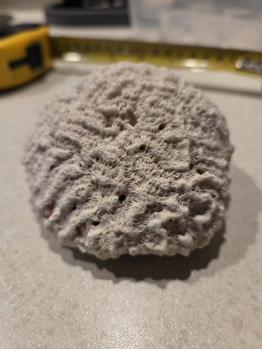 Natural Brain Coral Specimen in Off-White/pink